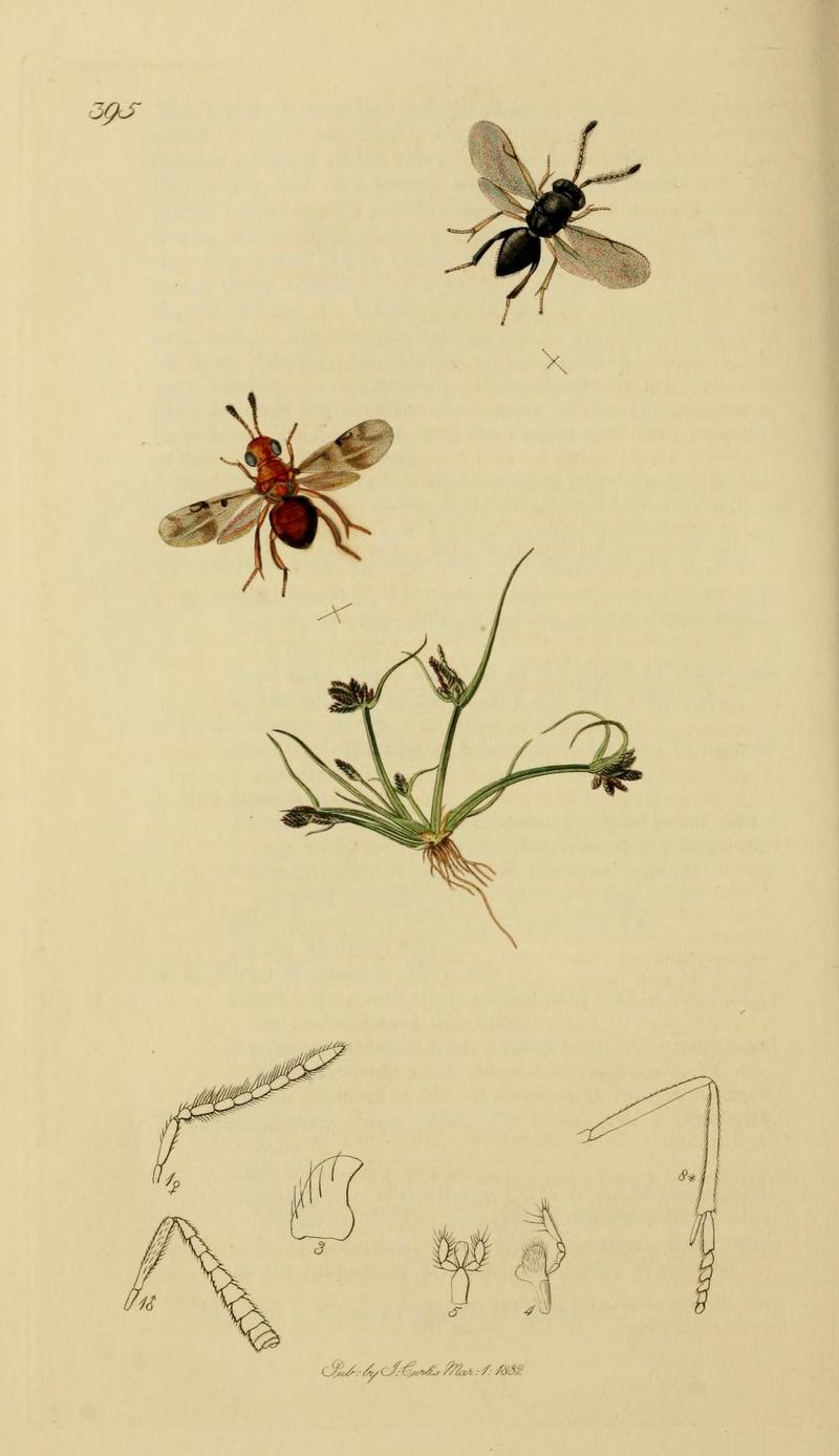 An illustration from British Entomology by John CurtisEncyrtis vitis Valid name Encyrtus swederi the Vine Encyrtus