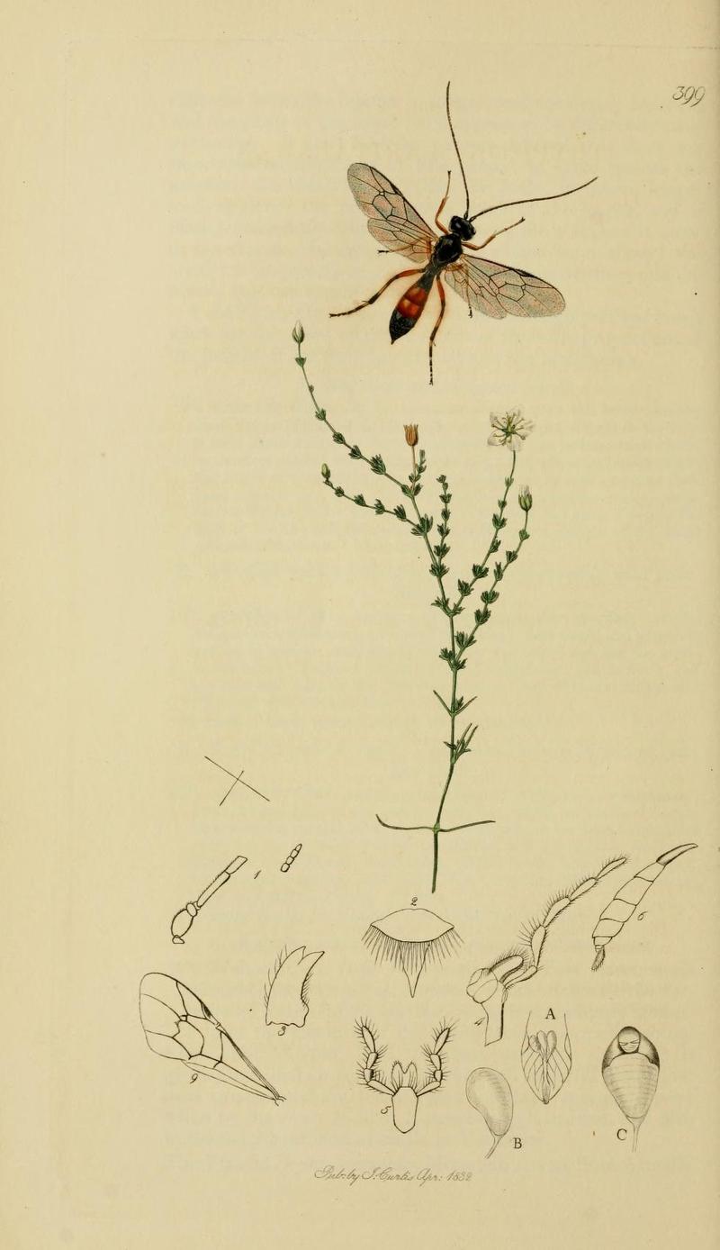 An illustration from British Entomology by John Curtis Tryphon varitarsus now Polyblastus Polyblastus varitarsus