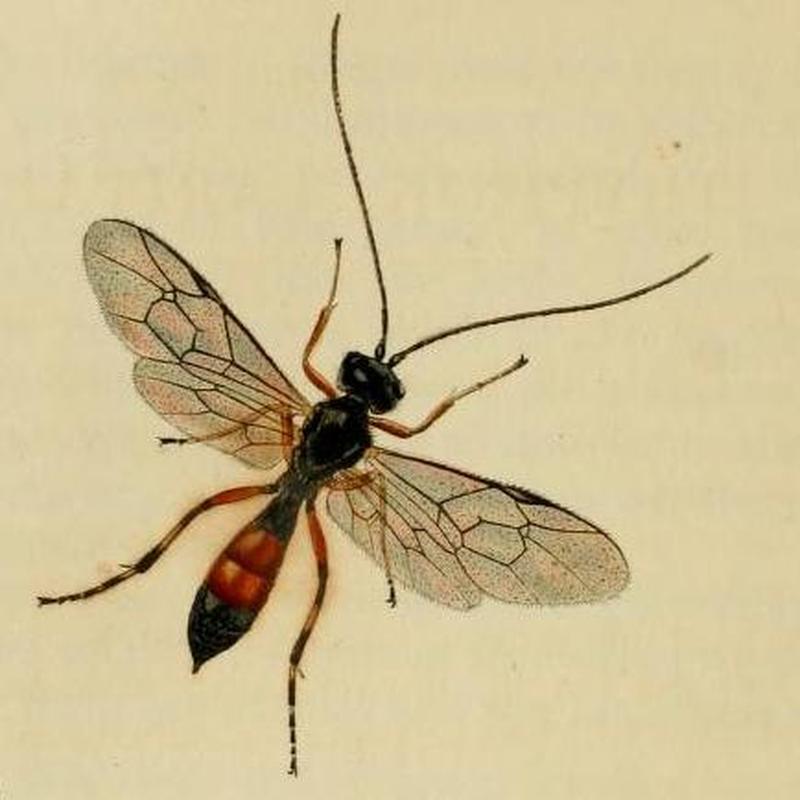 Britishentomologyvolume3Plate399 (cropped)