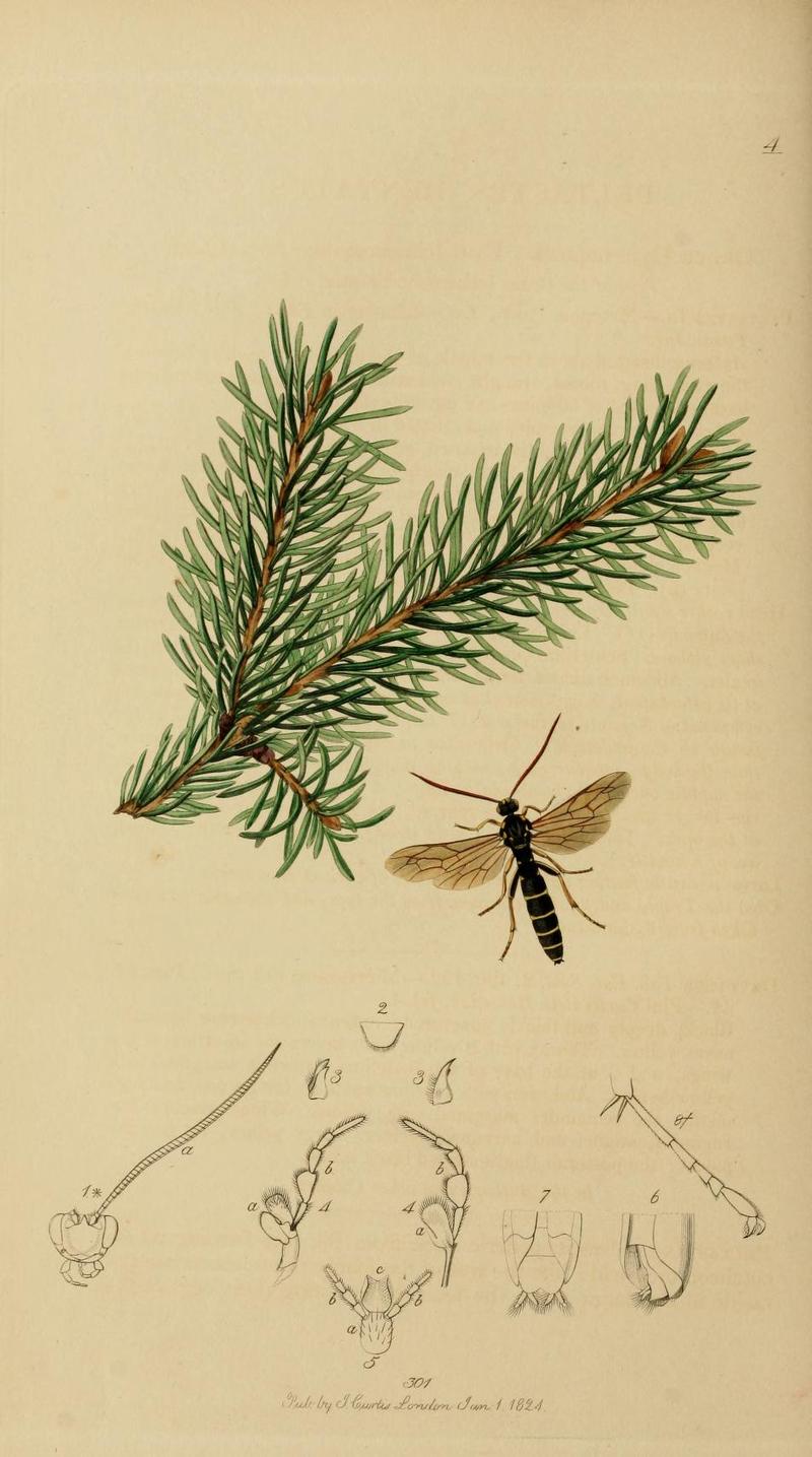 An illustration from British Entomology by John CurtisPeltastes pini Valid name Metopius dentatus