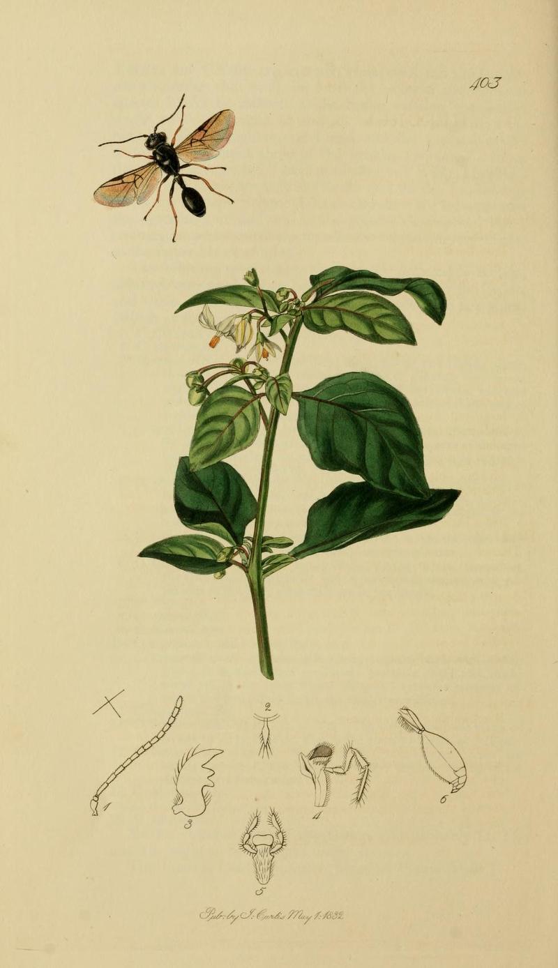 An illustration from British Entomology by John CurtisHelorus anomalipes the Redlegged Helorus
