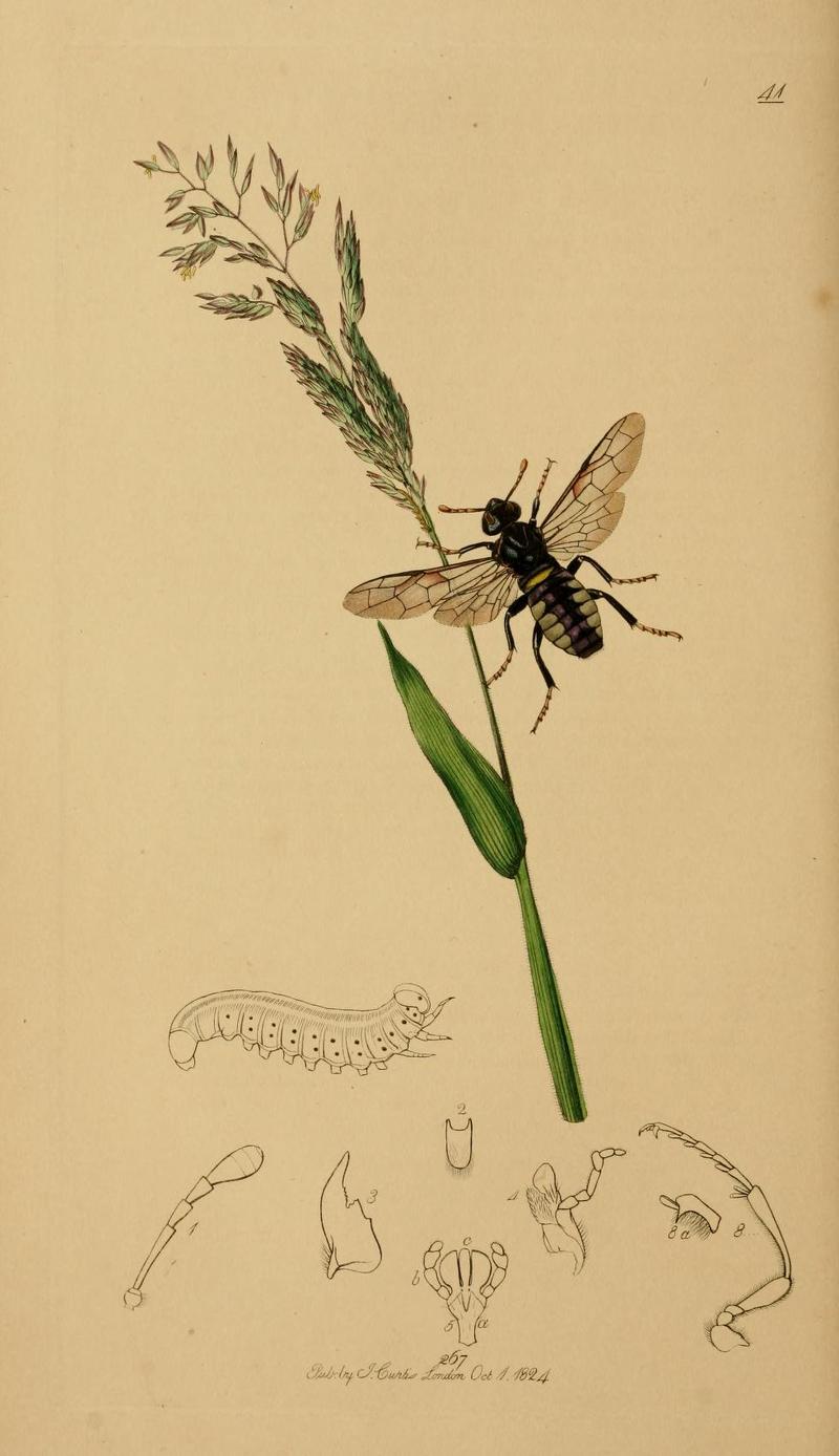 An illustration from British Entomology by John CurtisCimbex decemmaculata Valid name Cimbex americanus the Tenspotted Sawfly