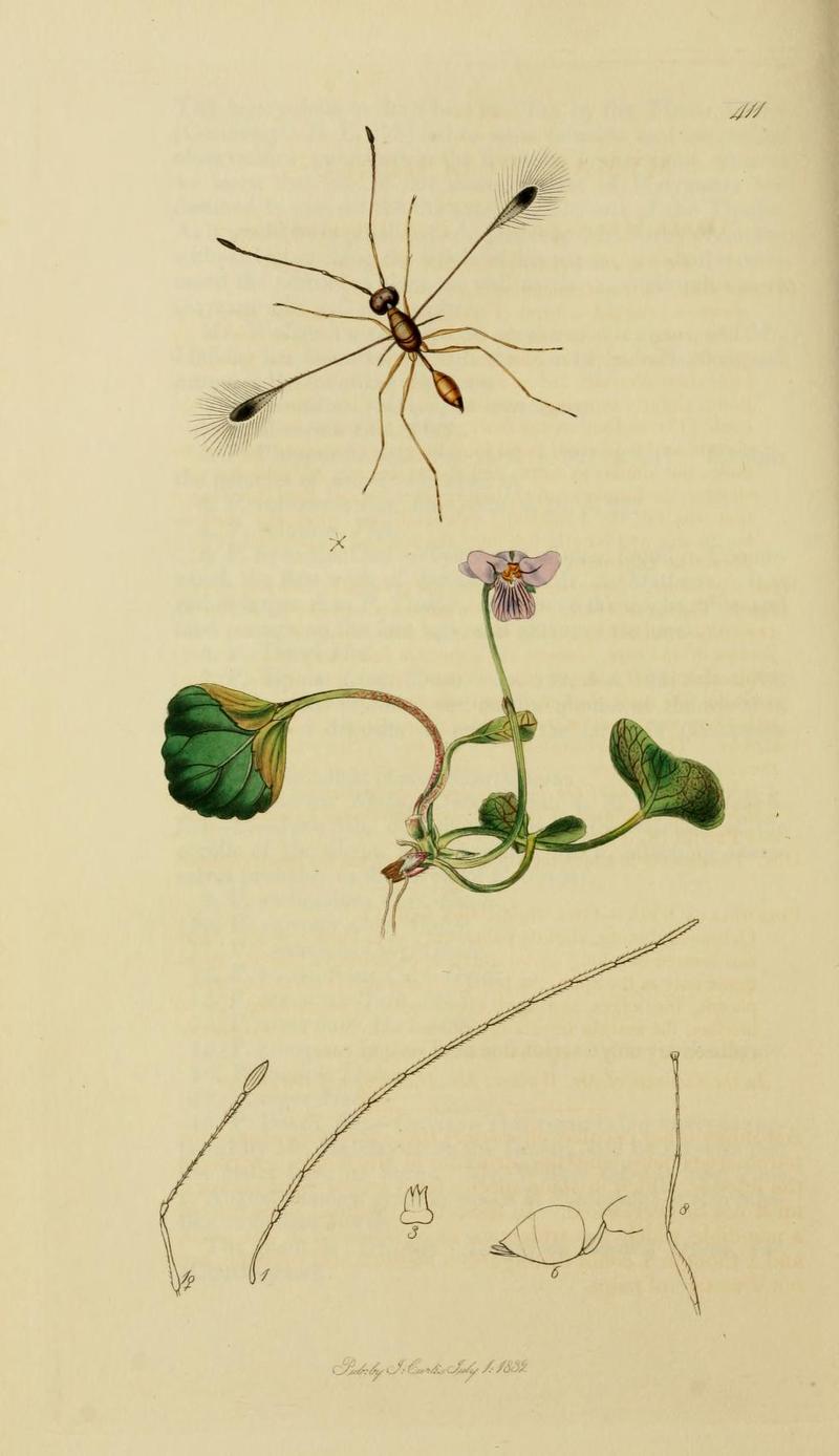 An illustration from British Entomology by John CurtisMymar pulchellum Curtis the Featherwinged Mymar