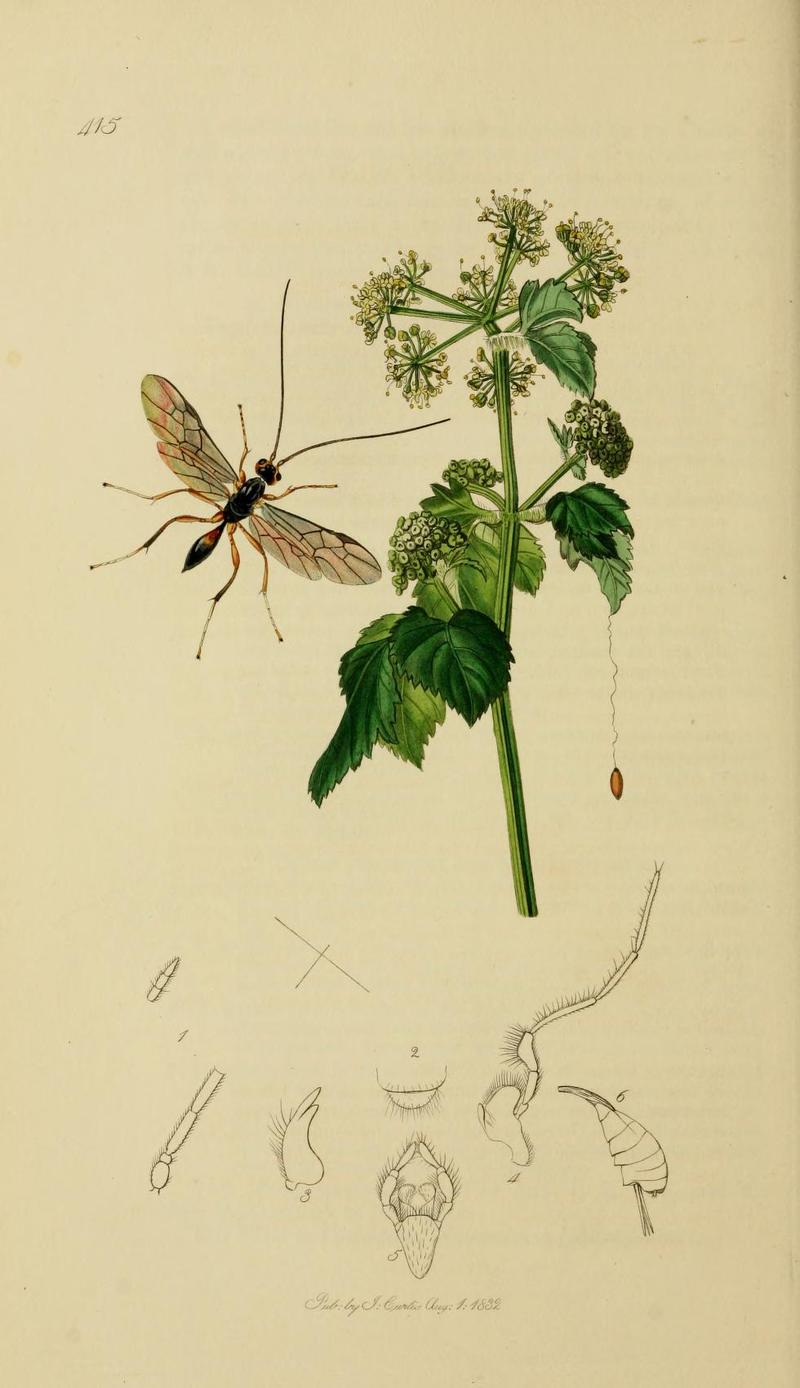 An illustration from British Entomology by John CurtisZele albitarsus Valid name Zemiotes albiditarsus Whitefooted Ichneumon