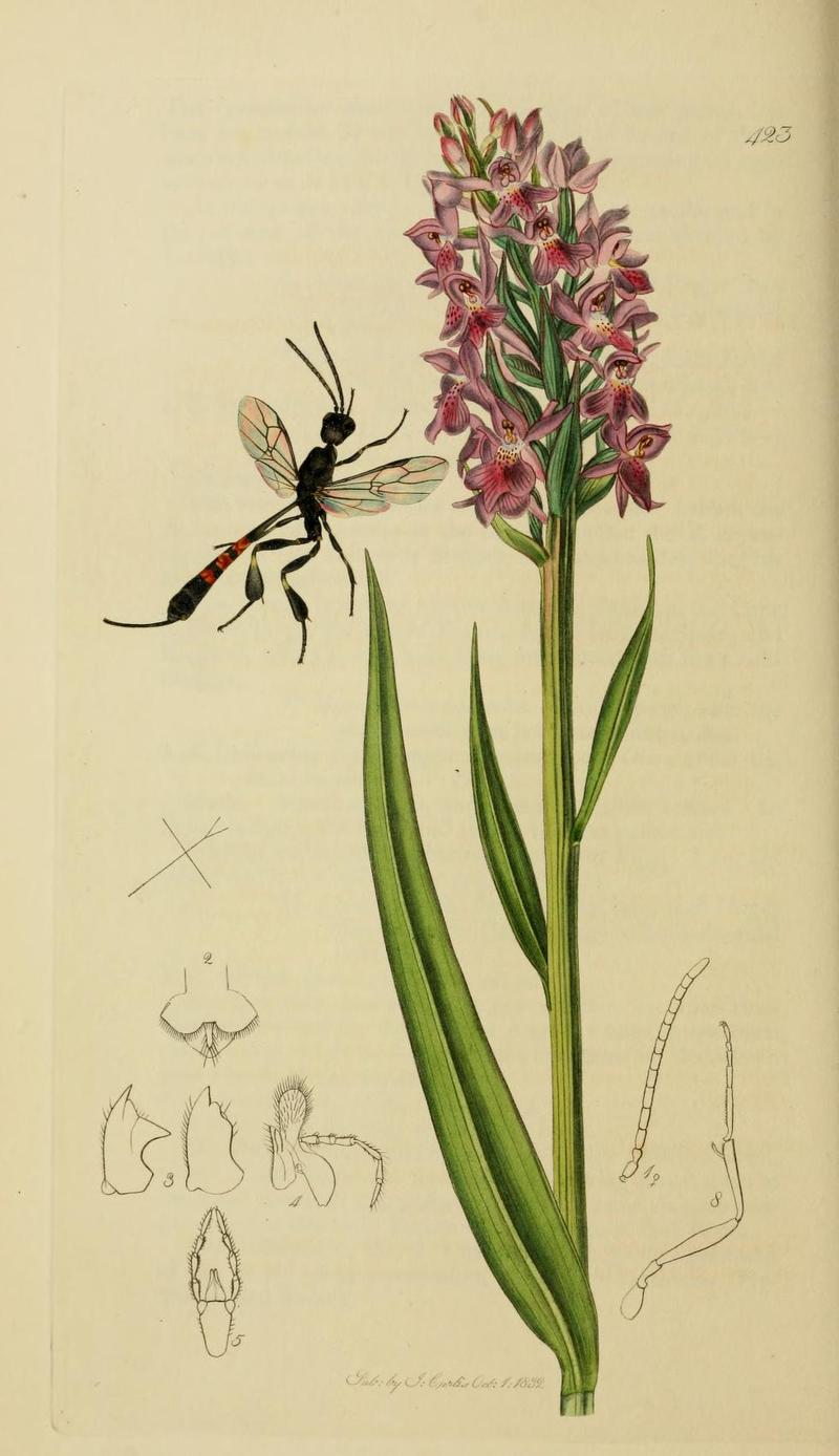 An illustration from British Entomology by John CurtisFoenus assectator Valid name Gasteruption assectator the Shorttailed Foenus