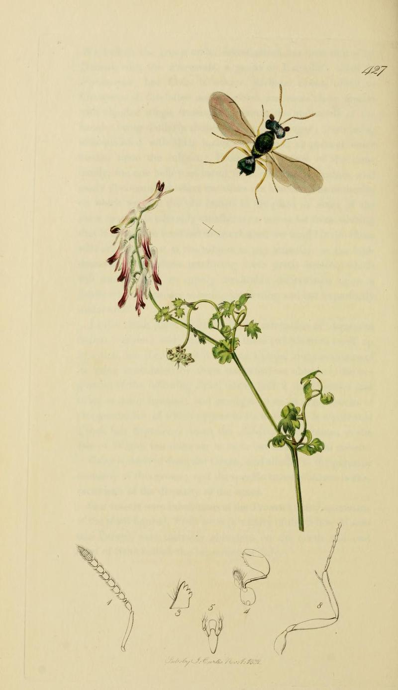 An illustration from British Entomology by John CurtisPhagonia smaragdina Valid name Halticoptera flavicornis the Emerald Phagonia