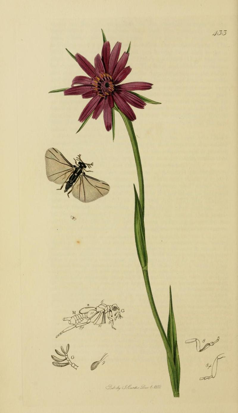 An illustration from British Entomology by John CurtisHalictophorus curtisii Valid name Halictophagus curtisi the Lulworth Stylopid