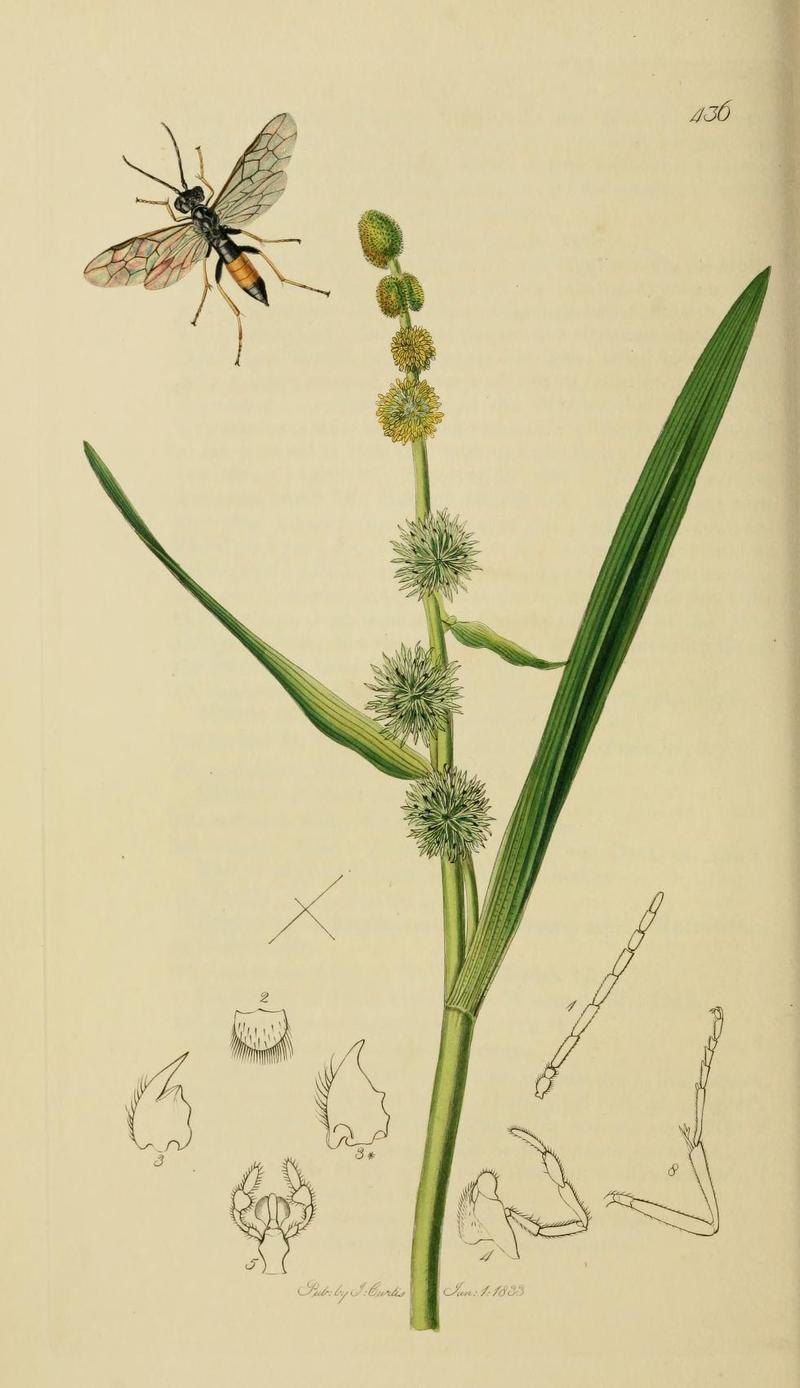 An illustration from British Entomology by John Curtis Emphytus fasciatus jr syn of Allantus rufocinctus