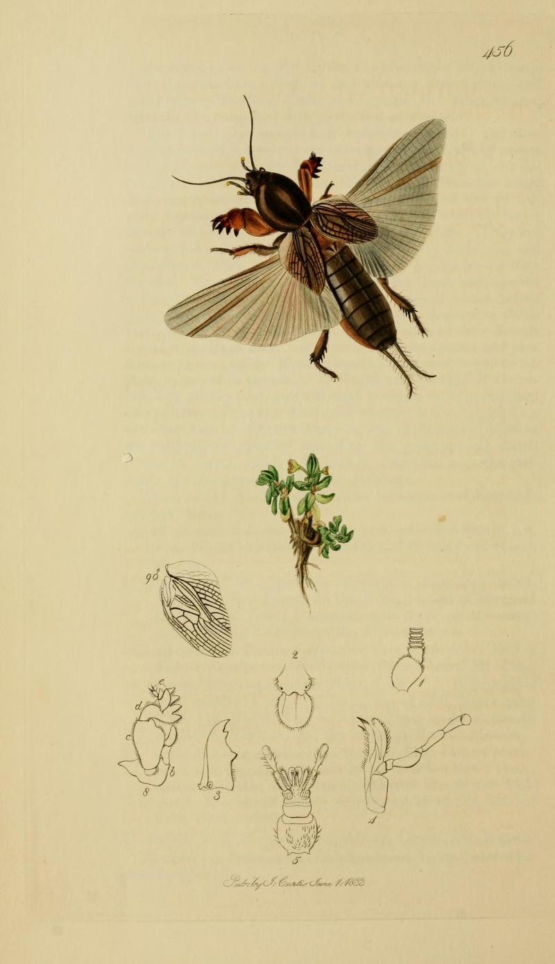 An illustration from British Entomology by John CurtisGryllotalpa vulgaris Valid name Gryllotalpa gryllotalpa the Molecricket