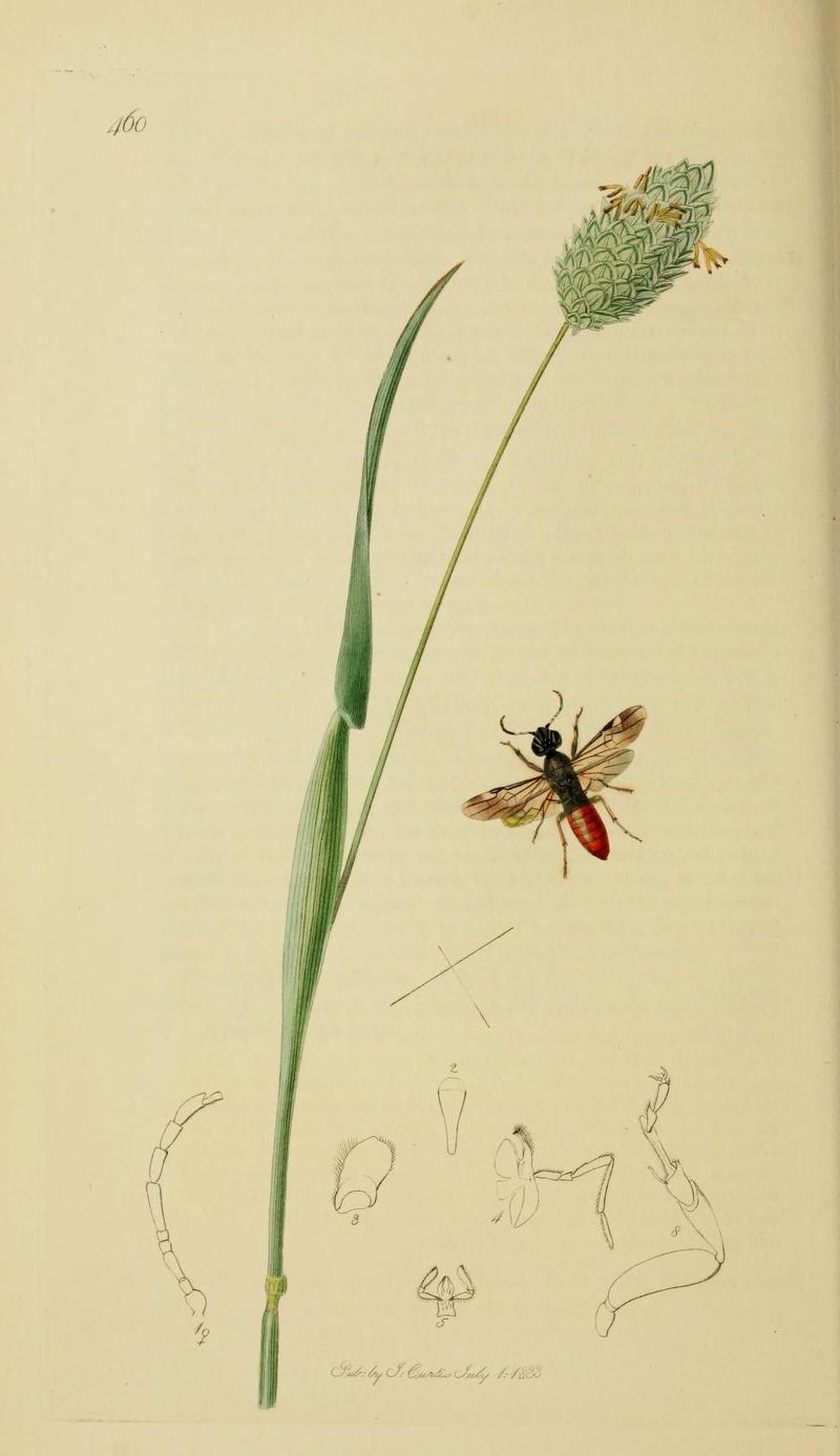 An illustration from British Entomology by John Curtis Oryssus coronatus Valid name Orussus abietinus