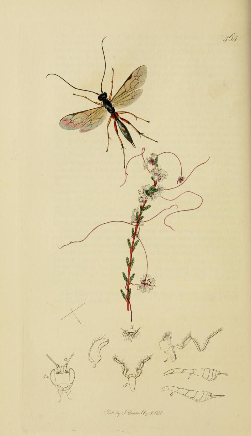 An illustration from British Entomology by John CurtisMesochorus sericans Valid name Astiphromma sericans