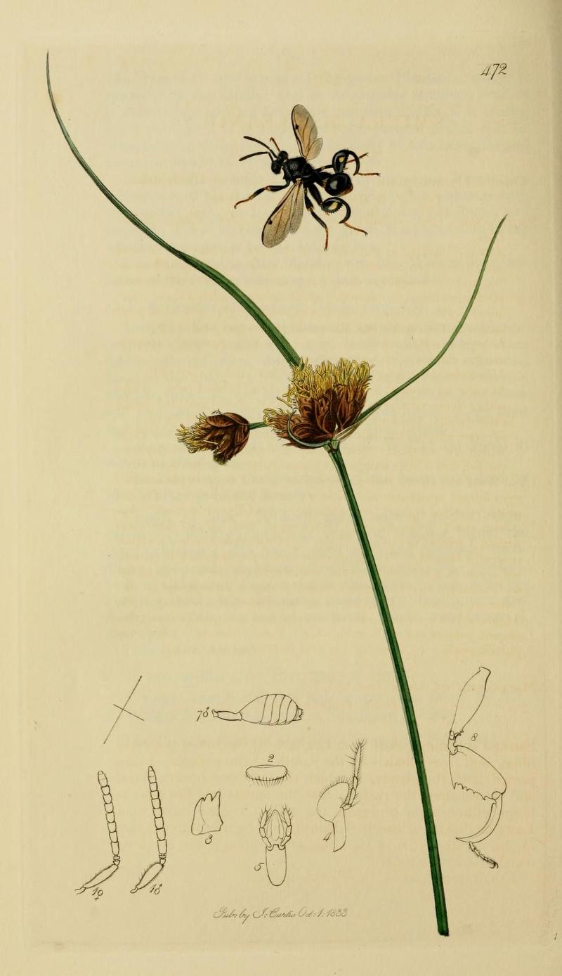 An illustration from British Entomology by John CurtisSmiera macleanii Valid name Chalcis biguttata the Essex Chalcis