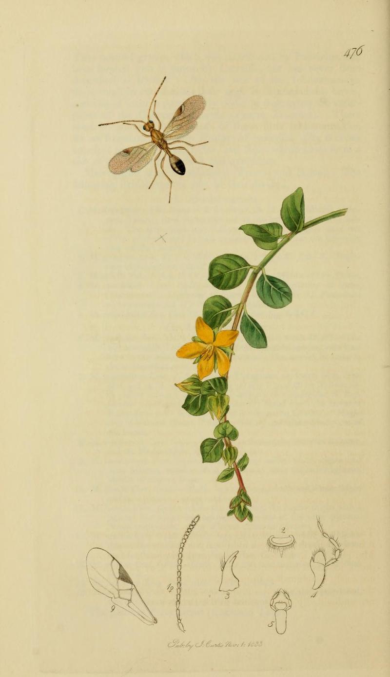 An illustration from British Entomology by John CurtisLeiophron apicalis the Blacktailed Leiophron