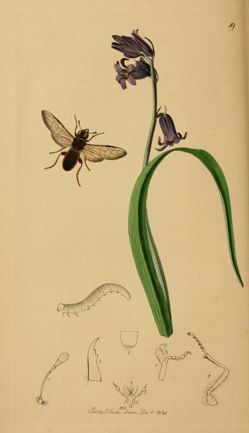 An illustration from British Entomology by John CurtisTrichiosoma laterale Valid name Trichiosoma vitelline the Orangemargined Sawfly