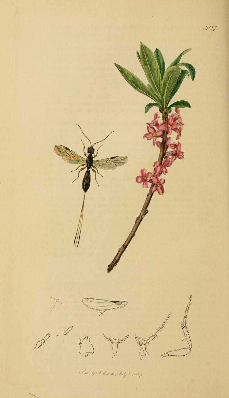 An illustration from British Entomology by John CurtisHecabolus sulcatus the 4stigmared Ichneumon