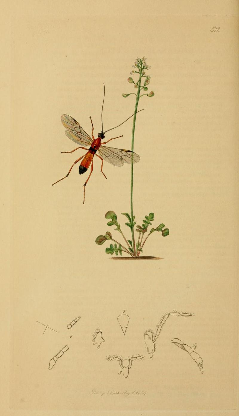 An illustration from British Entomology by John Curtis Rogas balteatus Curtis 1834 now Aleiodes alternator Nees 1834