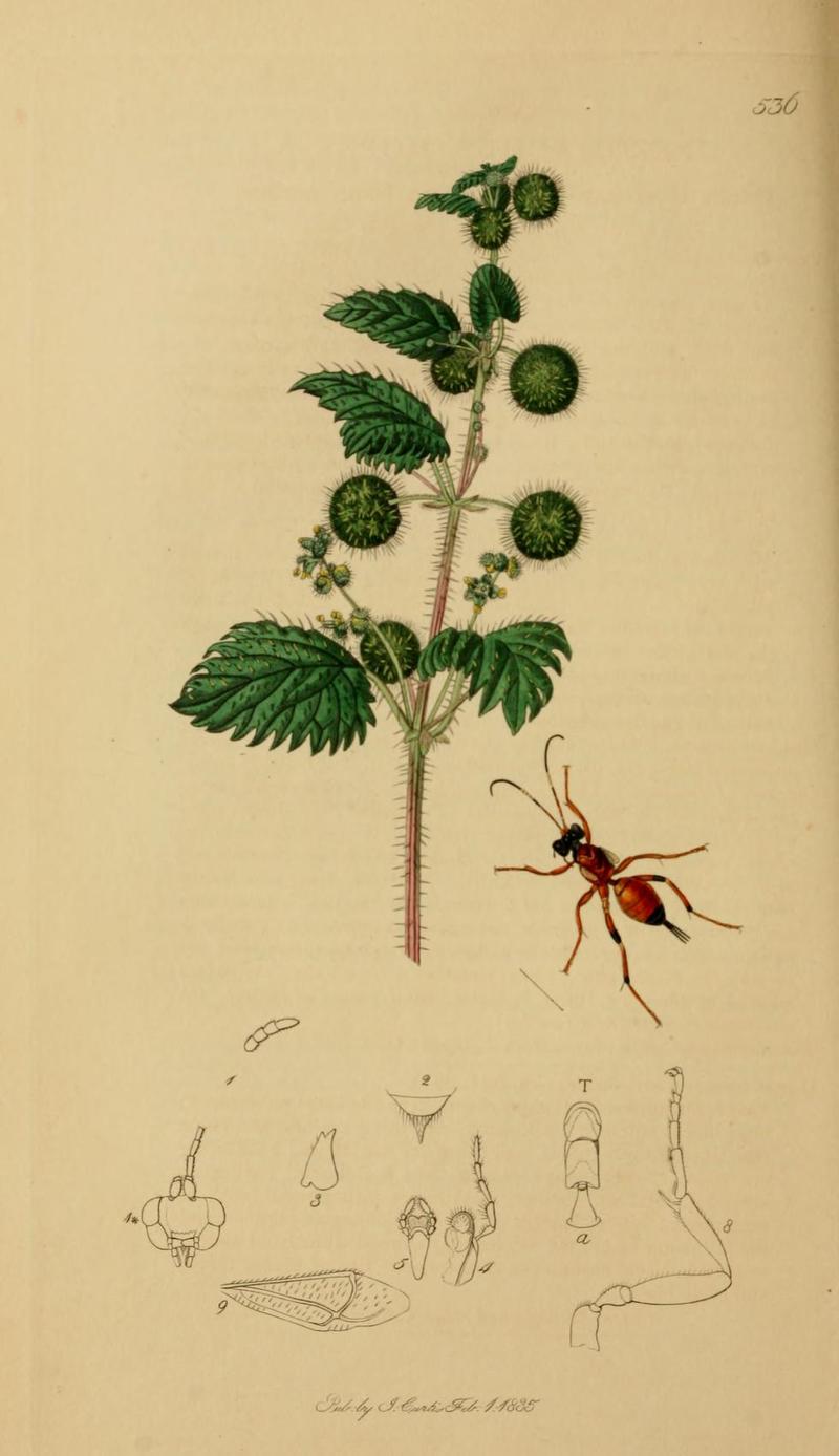 An illustration from British Entomology by John CurtisPezomachus hopei Synonym Agrothereutes abbreviator Valid name the Shortwinged Ichneumon