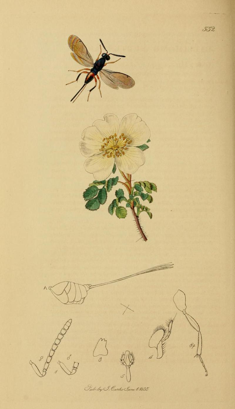 An illustration from British Entomology by John CurtisCallimome subterraneus Synonym Torymus nobilis Valid name the Cynips Parasite