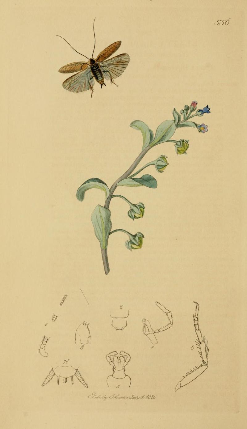 An illustration from British Entomology by John CurtisBlatta lapponica Synonym Ectobius lapponicus Valid Name the Lapland Cockroach