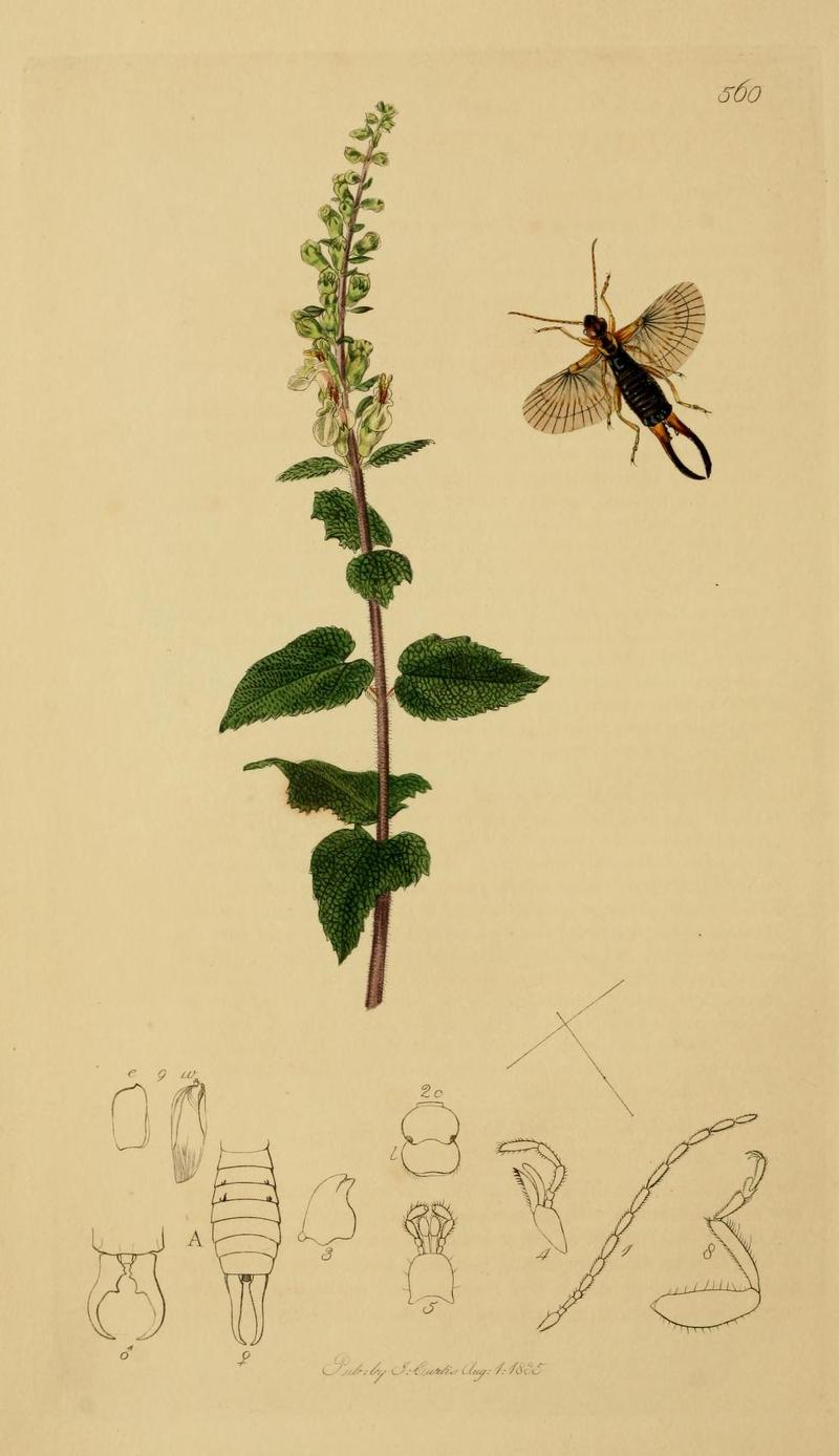 An illustration from British Entomology by John CurtisForficula borealis the Northern Earwig cf Forficula auricularia