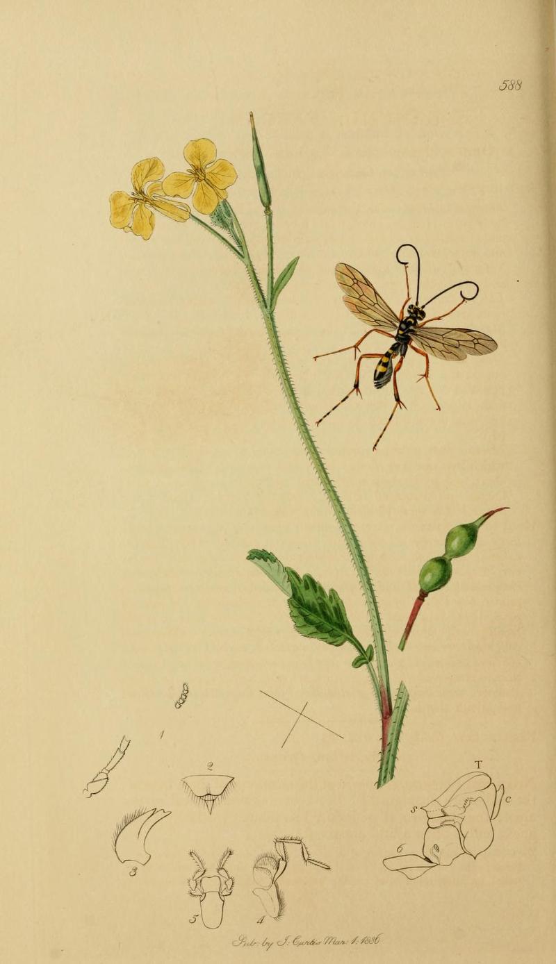 An illustration from British Entomology by John CurtisBanchus farrani Curtis Valid name Banchus volutatorius