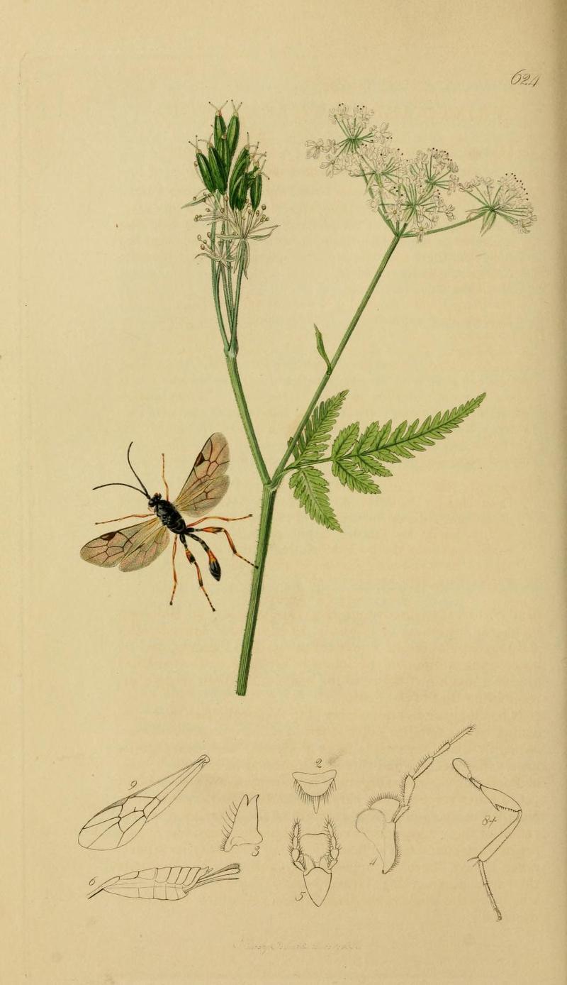 An illustration from British Entomology by John CurtisPristomerus vulnerator Panz a Curtis genus