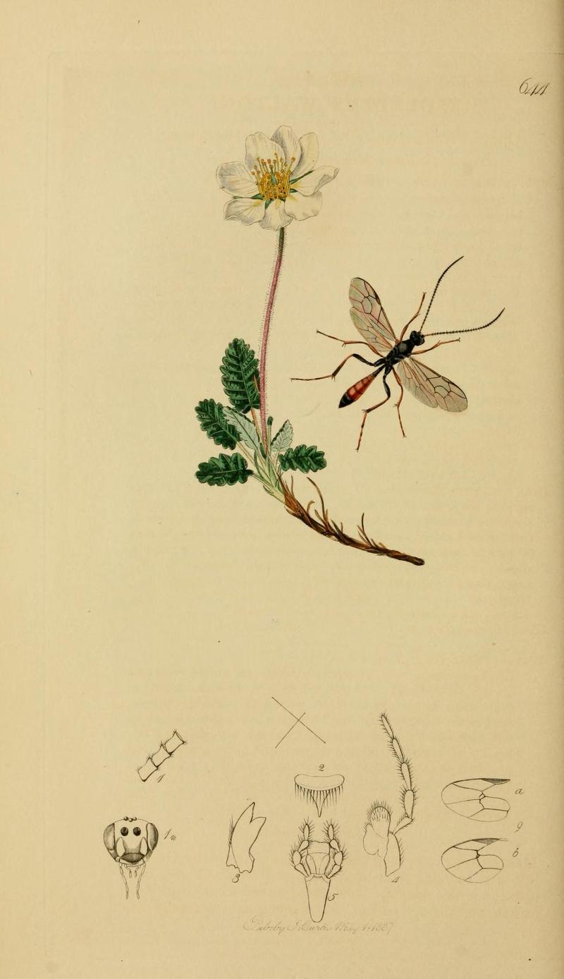 An illustration from British Entomology by John CurtisMesoleptus waltoni Curtis Synonym of Sympherta fusicornis