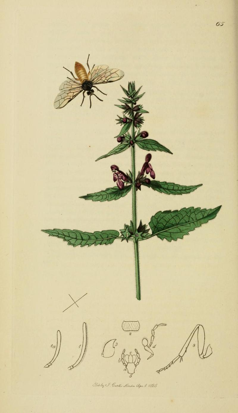 Britishentomologyvolume3Plate65