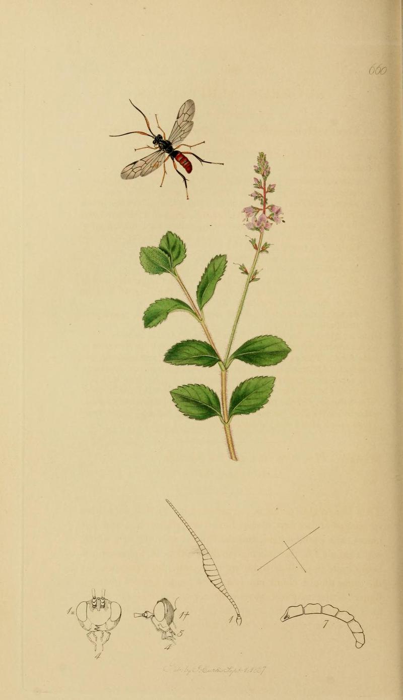 An illustration from British Entomology by John CurtisEuceros albitarsus Curtis