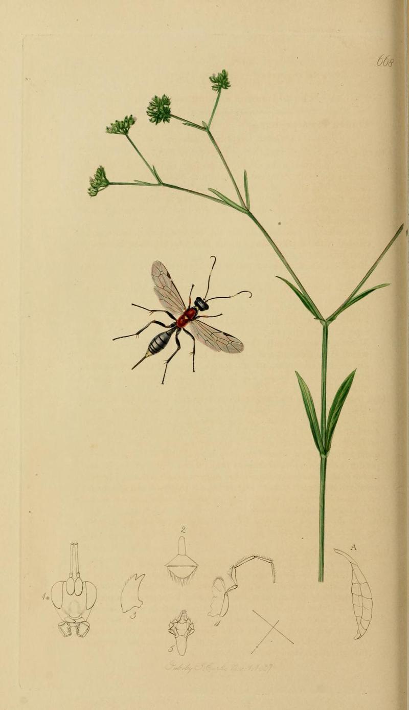 An illustration from British Entomology by John CurtisCryptus bellosus Curtis Synonym of Aritranis bellosus Valid name the Odynerus Ichneumon