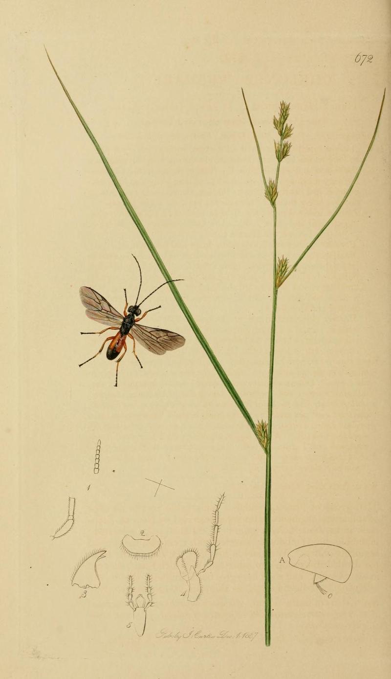 An illustration from British Entomology by John CurtisChelonus wesmaelii Curtis