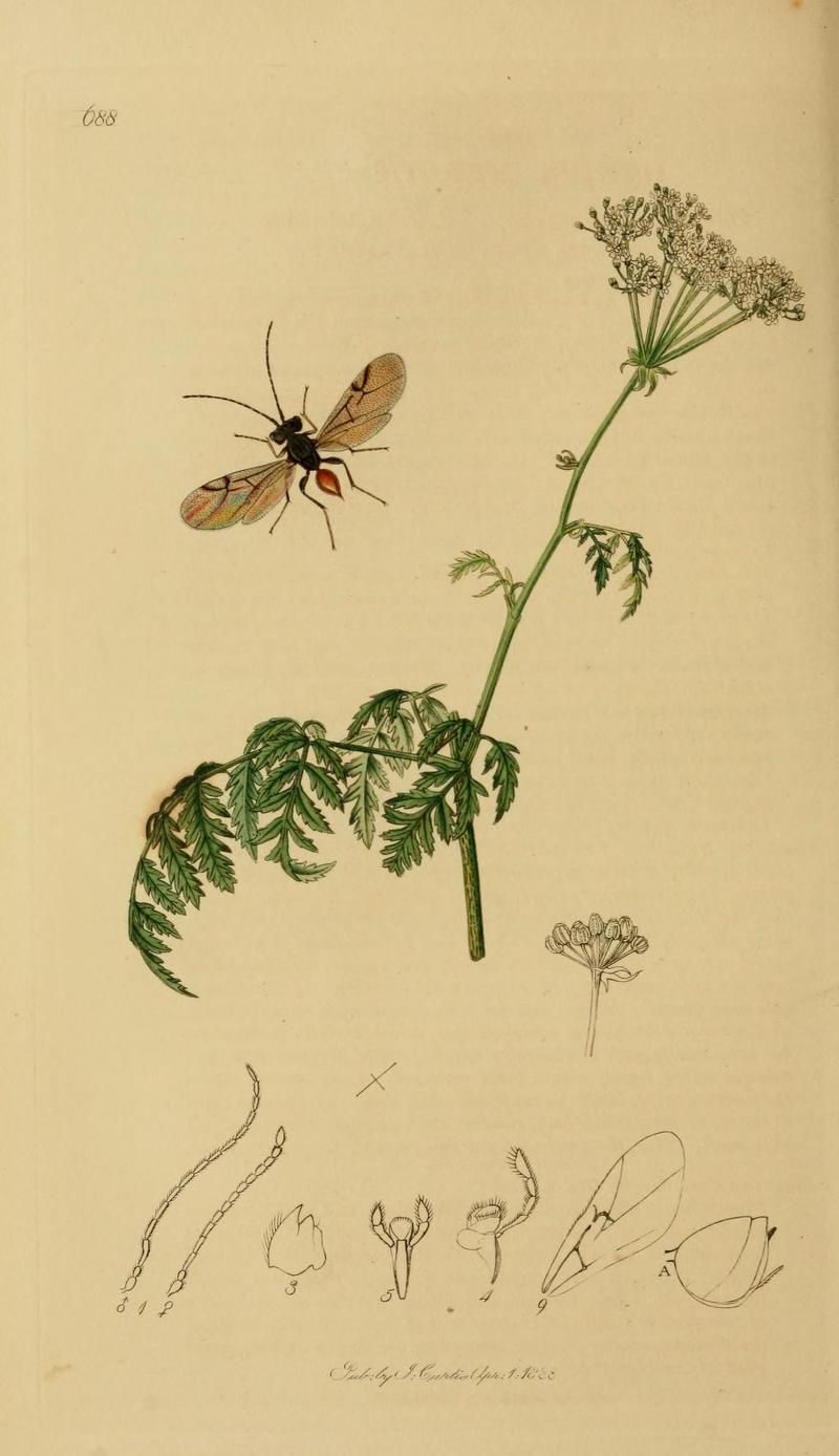 An illustration from British Entomology by John CurtisCynips nervosa Curtis Synonym Diplolepis nervosa CurtisValid name