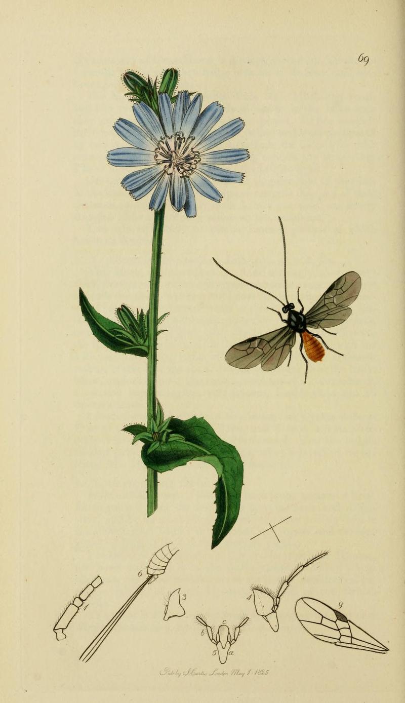 An illustration from British Entomology by John CurtisBracon denigrator Synonym Atanycolus denigrator Valid name the Smokeywinged Bracon