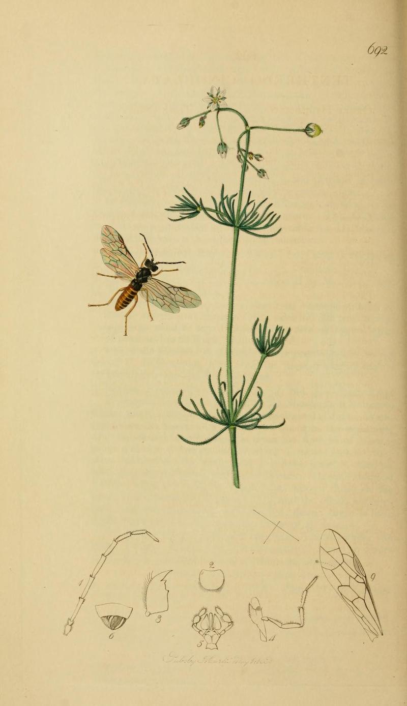 An illustration from British Entomology by John CurtisTenthredo cingulata Synonym Strongylogaster lineata Valid name