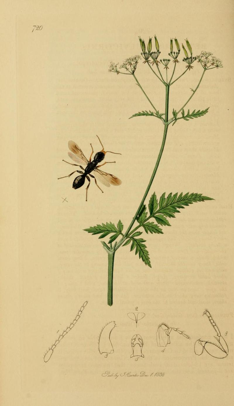 An illustration from British Entomology by John CurtisBethylus fulvicornis Curtis
