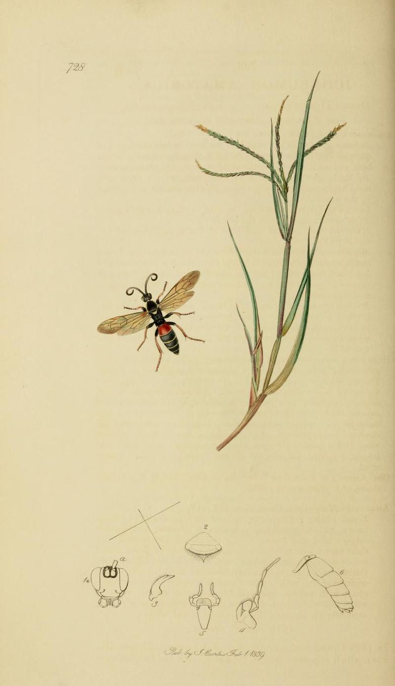 An illustration from British Entomology by John Curtis Ichneumon amatorius Synonym of Diphyus amatorius