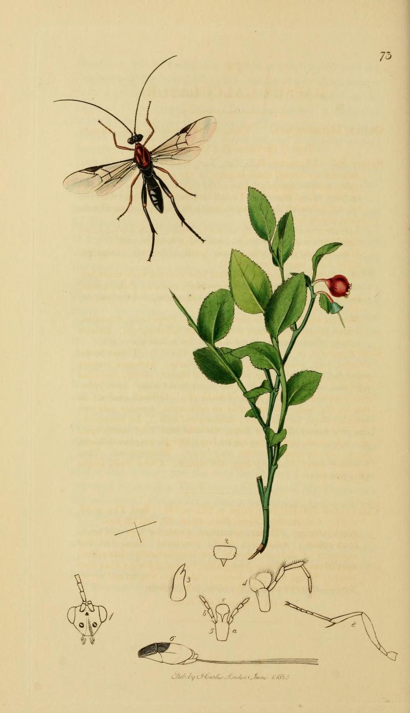 An illustration from British Entomology by John Curtis Bassus calculator Valid name Synonym of Microdus calculator the Beautiful Bassus