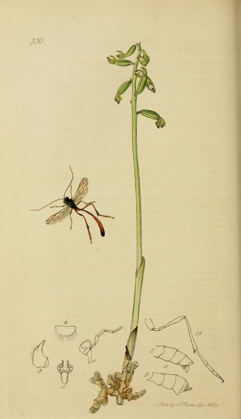 An illustration from British Entomology by John CurtisTherion amictum Synonym Heteropelma amictum Valid name