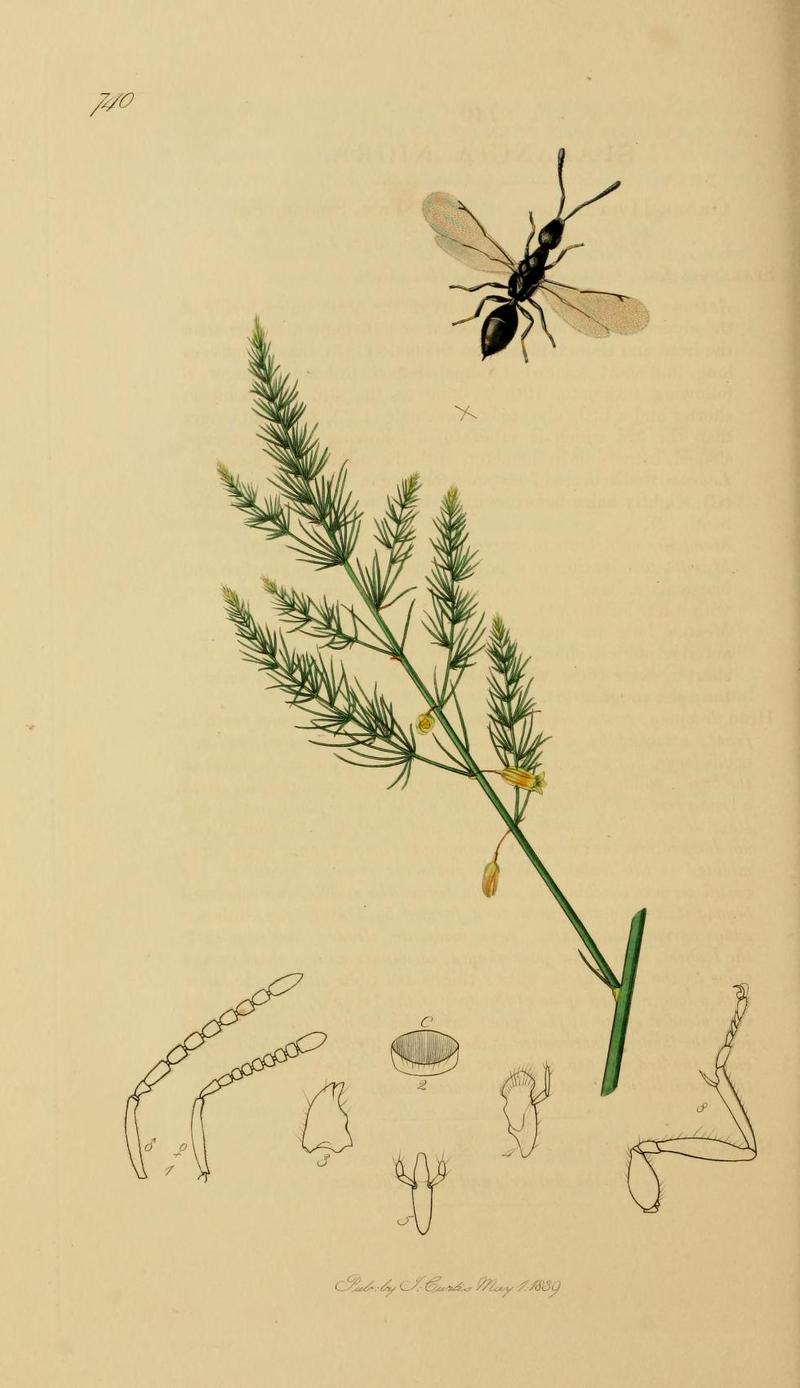 An illustration from British Entomology by John CurtisSpalangia nigra