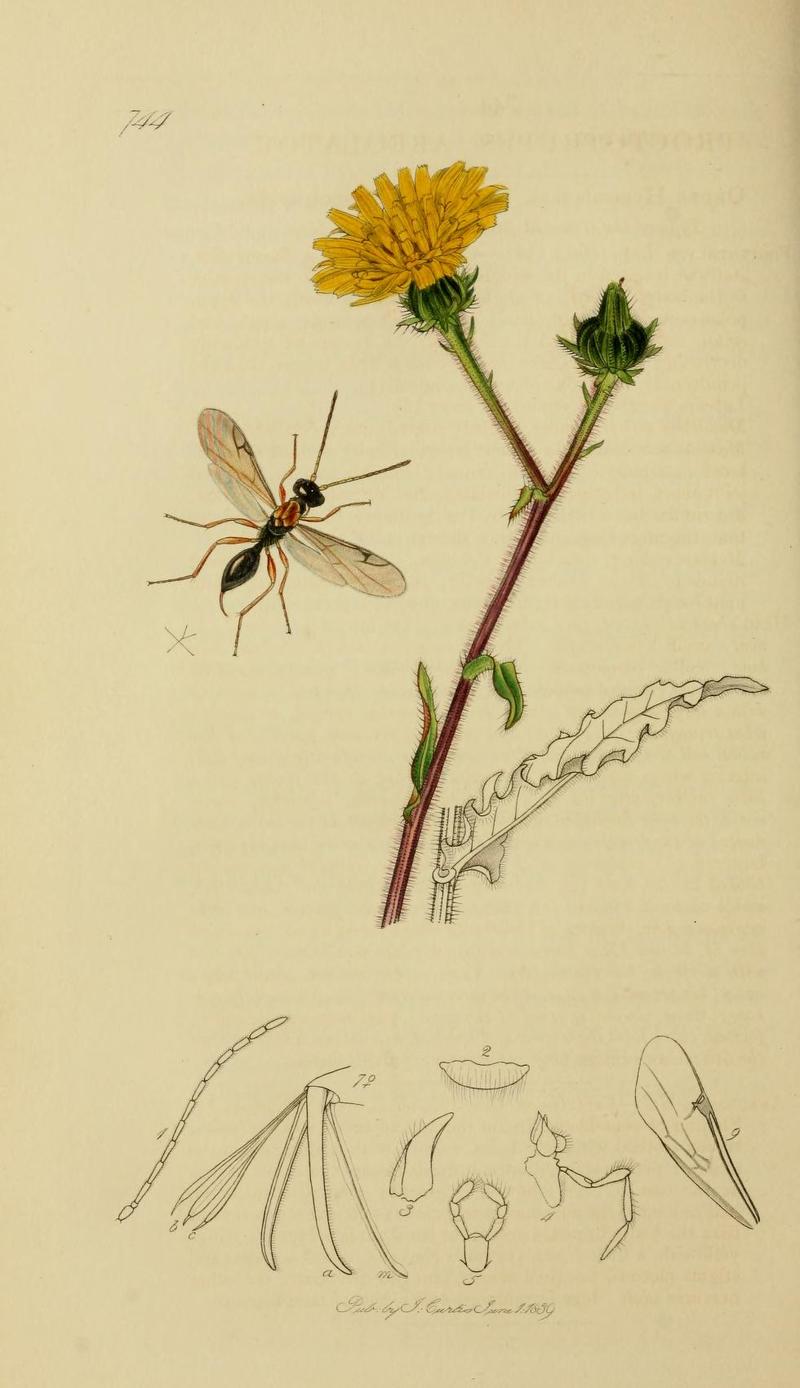 An illustration from British Entomology by John CurtisProctotrupes areolator Synonym of Disogmus areolator Valid name