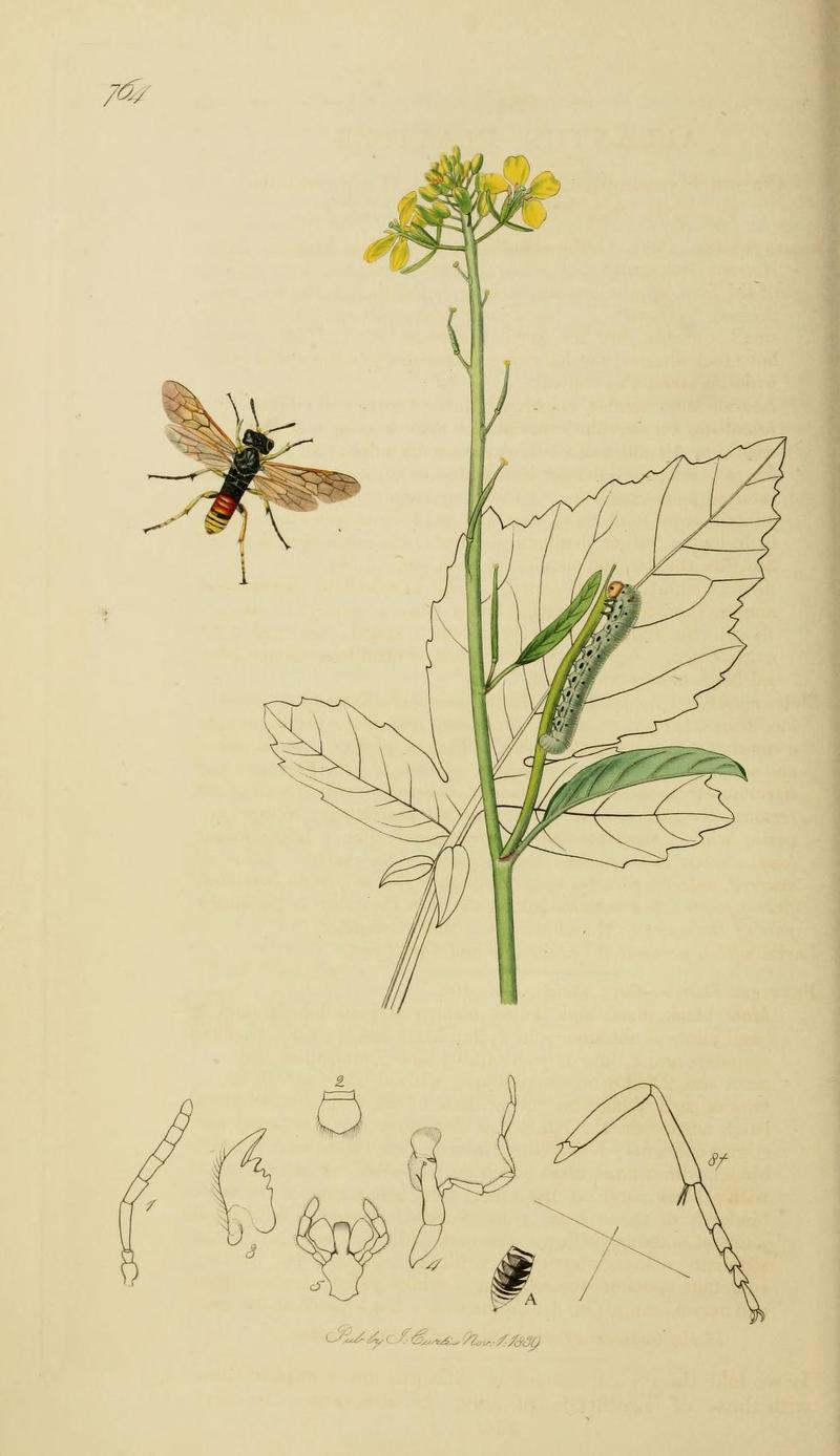 Britishentomologyvolume3Plate764
