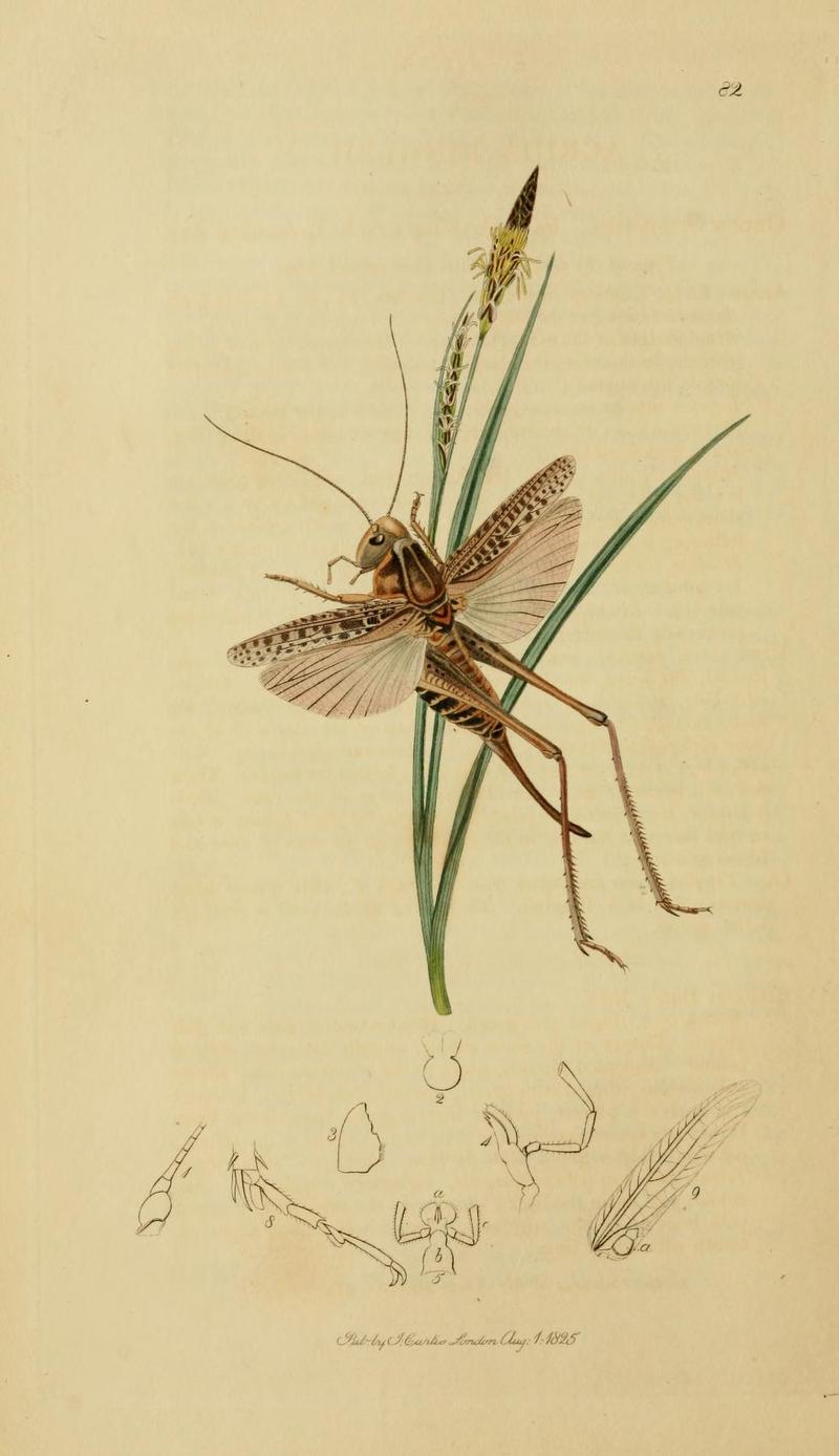 An illustration from British Entomology by John CurtisAcrida bingleii Synonym Decticus verrucivorus the Bingleian Shorthorned Grasshopper