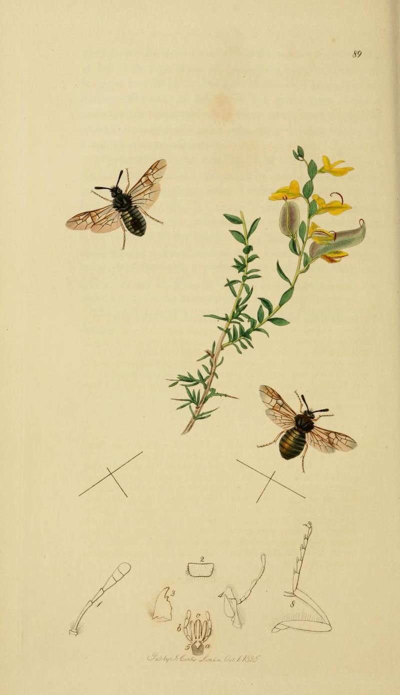 An illustration from British Entomology by John CurtisAbia nigricornis Synonym Abia lonicerae Valid name the Blackhorned Sawfly