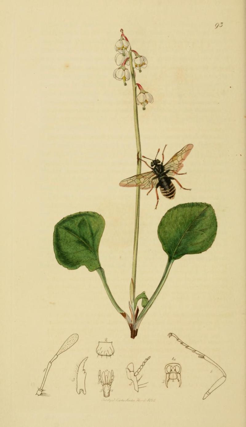 An illustration from British Entomology by John CurtisClavellaria marginata Yellowmargined Sawfly Valid name Pseudoclavellaria amerinae