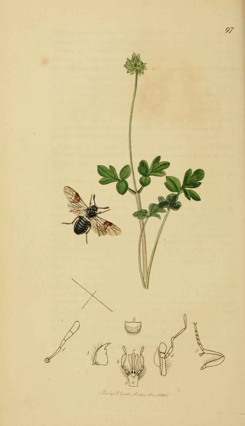 An illustration from British Entomology by John Curtis Zaraea fasciata now Abia fasciata Whitebelted Sawfly