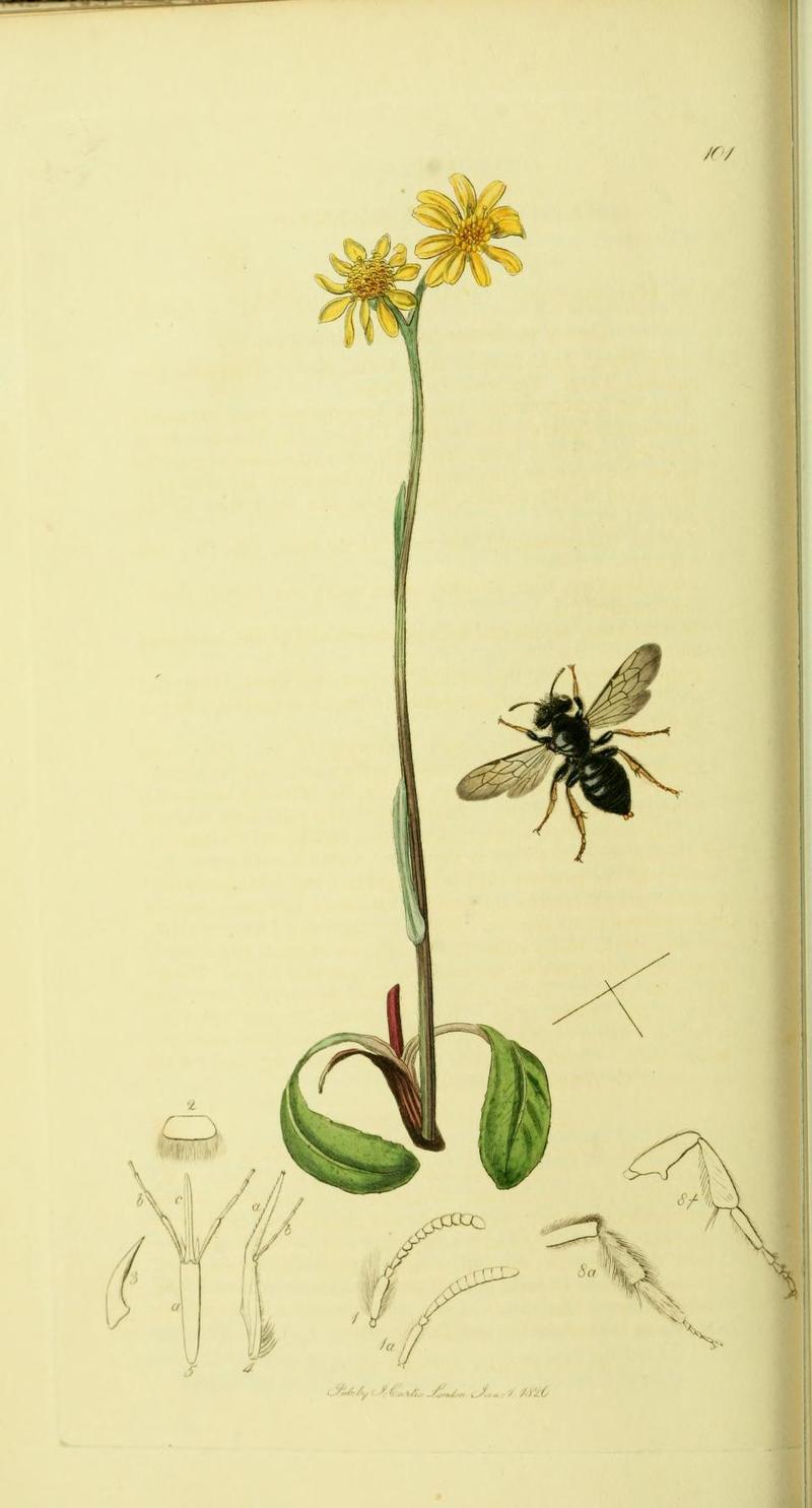 An illustration from British Entomology by John CurtisPanurgus ursinus Synonym Panurgus banksianus Hairy Panurgus