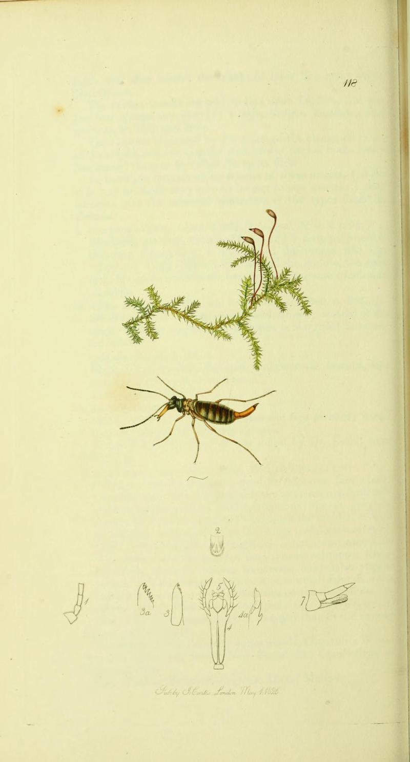 An illustration from British Entomology by John CurtisBoreus hyemalis Winter Scorpionfly