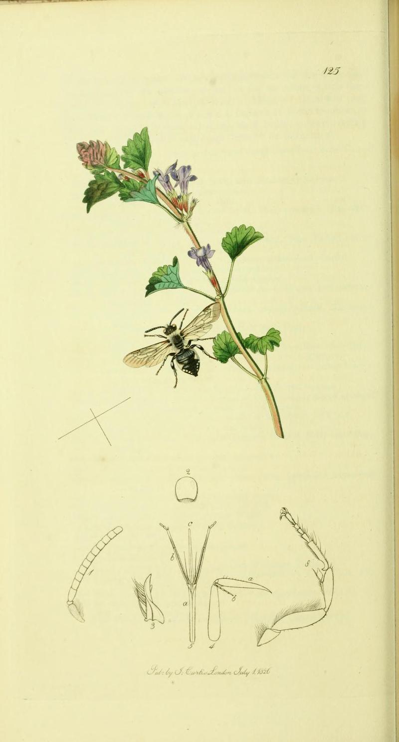 An illustration from British Entomology by John CurtisMelecta punctata Synonym Melecta albifrons Spotted Melecta