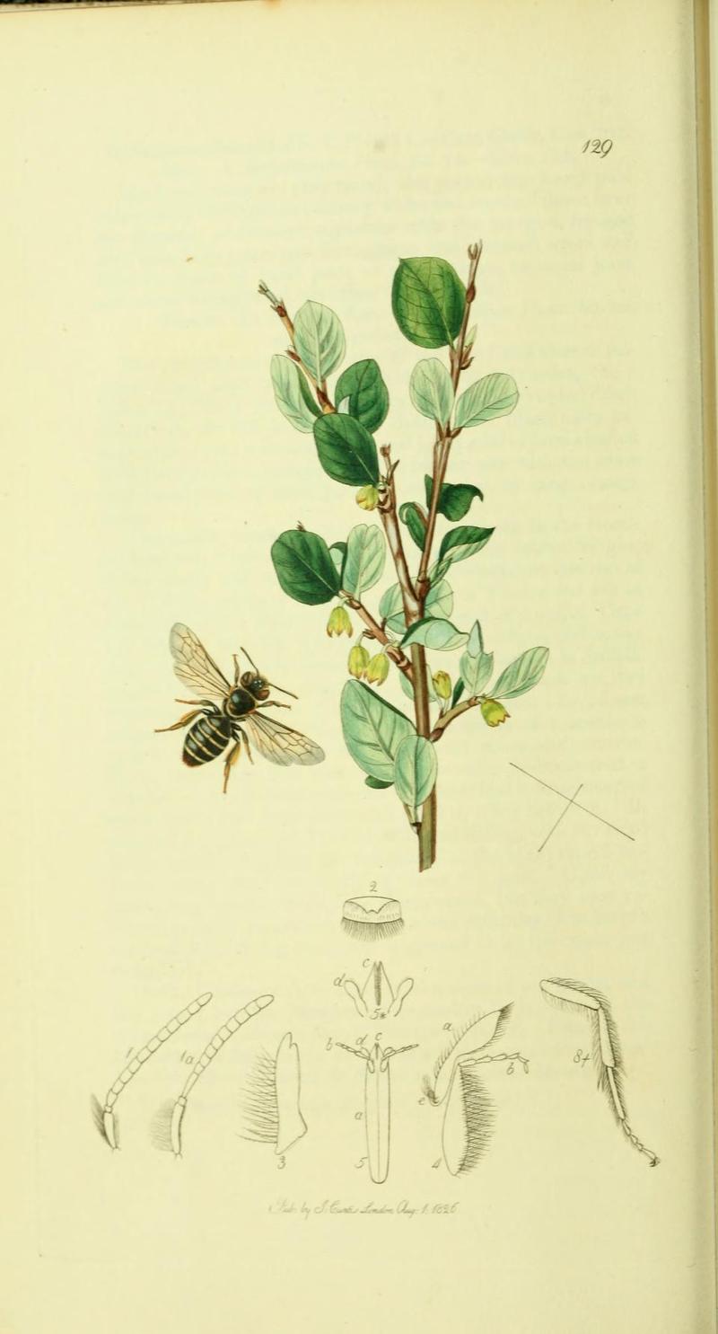 An illustration from British Entomology by John CurtisAndrena kirbii Stephens mss Kirbian Andrena Bee cf A flavipes