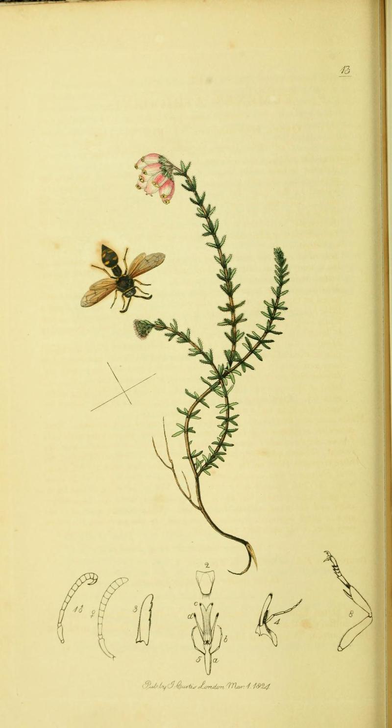 An illustration from British Entomology by John CurtisEumenes atricornis Fab Synonym Eumenes coronatus